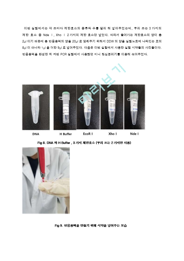 제한효소를 이용한 Restriction of DNA 결과레포트 [A＋].hwp